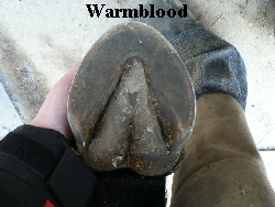 Warmblood