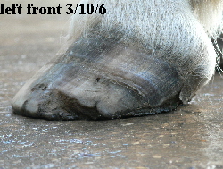 left front 3/10/6