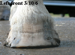 Left front 3/10/6