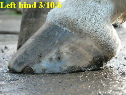 Left hind 3/10/6