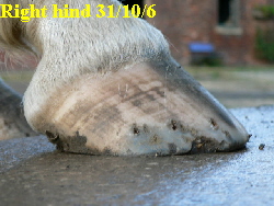 Right hind 31/10/6