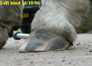 Left hind 16/10/06