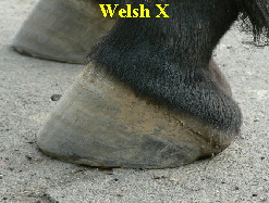 Welsh X