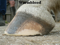 Warmblood