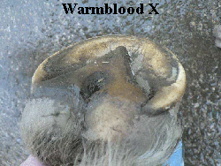 Warmblood X