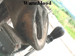 Warmblood