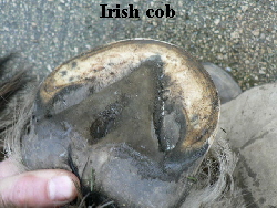 Irish cob