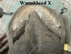 Warmblood X