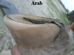Arab