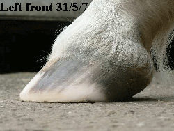 Left front 31/5/7