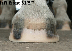 left front 31/5/7