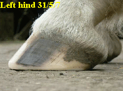 Left hind 31/5/7