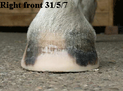 Right front 31/5/7