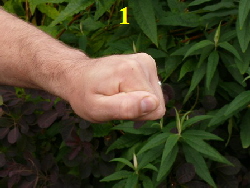 1 1