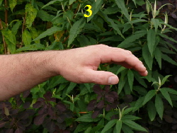 3 3