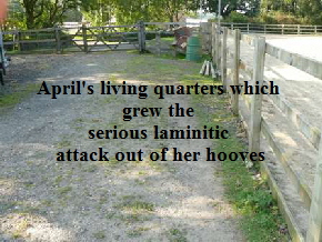 April's living quarters which 
grew the 
serious laminitic 
attack out of her hooves