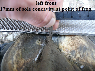 left front
17mm of sole concavity at point of frog.