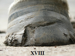 XVIII