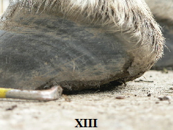 XIII