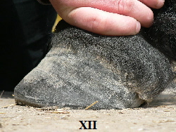 XII