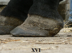 XVI