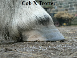 Cob X Trotter