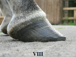 VIII