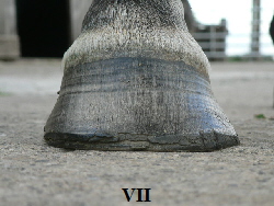 VII