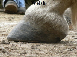 Welsh