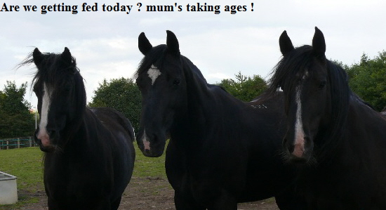 Are we getting fed today ? mum's taking ages !