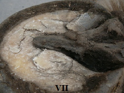 VII