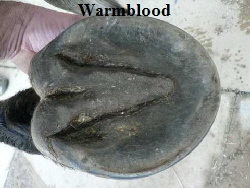 Warmblood