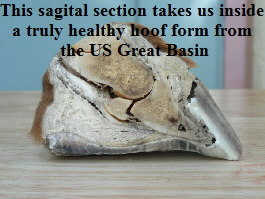 This sagital section takes us inside 
a truly healthy hoof form from 
the US Great Basin